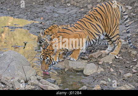 Una selvaggia tigre con i suoi giovani cubs acqua potabile da un piccolo stagno in Ranthambhore parco nazionale dell'India Foto Stock