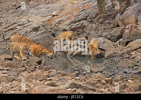 Una selvaggia tigre con i suoi giovani cubs acqua potabile da un piccolo stagno in Ranthambhore parco nazionale dell'India Foto Stock