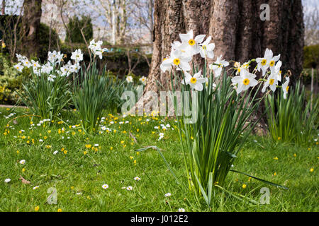 Gruppi di narcisi cresce allo stato selvatico. Foto Stock