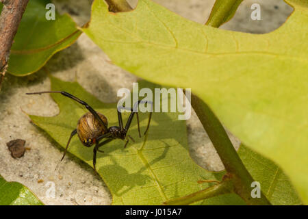 Una chiusura di una vedova Brown Spider Foto Stock