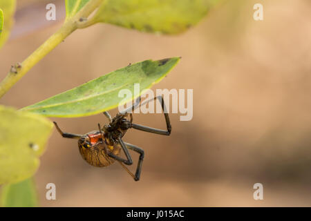 Una chiusura di una vedova Brown Spider Foto Stock