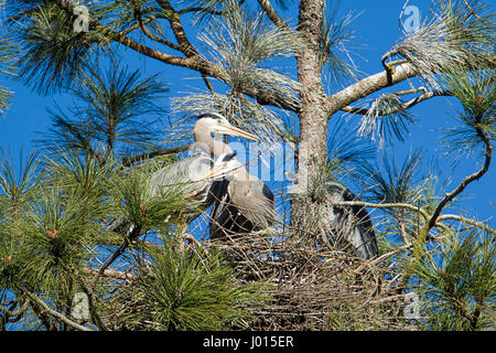 I grandi aironi blu lavorando a costruire il loro nido per Fernan lago nel nord Idaho. Foto Stock