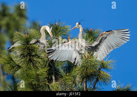 I grandi aironi blu lavorando a costruire il loro nido per Fernan lago nel nord Idaho. Foto Stock