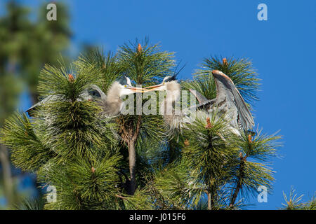 I grandi aironi blu lavorando a costruire il loro nido per Fernan lago nel nord Idaho. Foto Stock