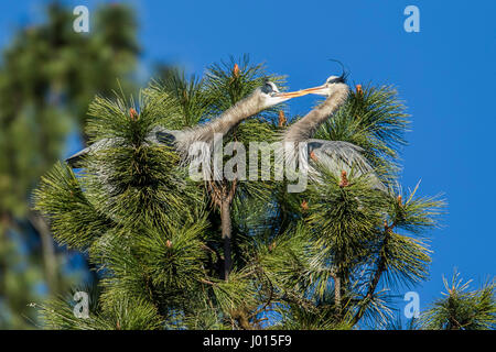 I grandi aironi blu lavorando a costruire il loro nido per Fernan lago nel nord Idaho. Foto Stock