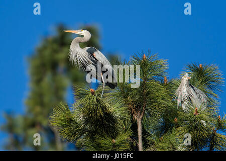 I grandi aironi blu lavorando a costruire il loro nido per Fernan lago nel nord Idaho. Foto Stock