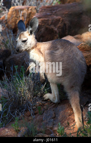 Un giovane canguro rosso (Macropus rufus), nel Territorio del Nord, l'Australia Foto Stock