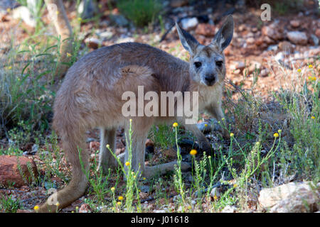 Un giovane canguro rosso (Macropus rufus), nel Territorio del Nord, l'Australia Foto Stock