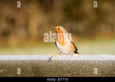 Cinguettio robin su un gelido palo da recinzione è grata per mealworms Foto Stock