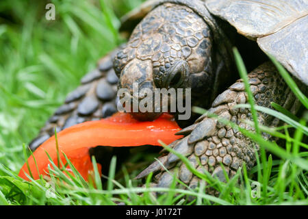 Close up di tartaruga munching su pomodori rossi freschi. Egli è al di fuori di erba. Foto Stock