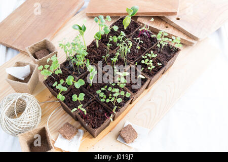 Righe di giovani piantine fresche di varie erbe e verdure in vasi di torba Foto Stock