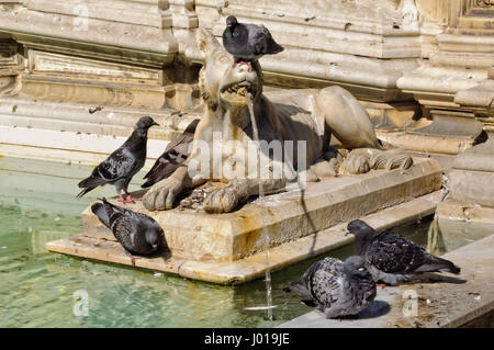 Le colombe circondano il lupo sgorga acqua nella Fonte Gaia in Piazza del Campo di Siena, Italia Foto Stock