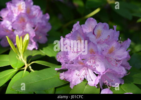 Rhododendron Catawbiense GRANDIFLORUM blossom Foto Stock