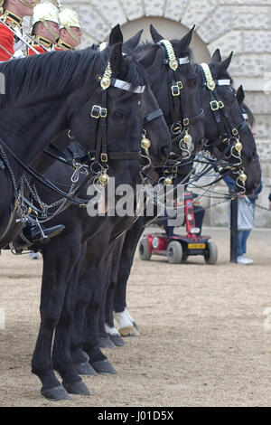 Cavallo fuori la sua tong dalla famiglia calvario a Horseguards Parade London Inghilterra England Foto Stock