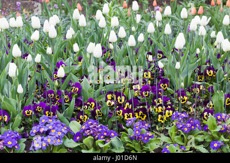 Letti di fiori di tulipani e primule e pansies in St James Park London Foto Stock