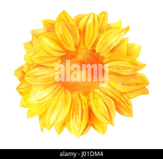 Un acquerello giallo girasole, dipinta a mano in stile vintage arte botanici su sfondo bianco, dai toni dorati Foto Stock