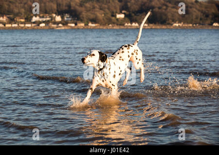 Felice giocoso cane dalmata giocare in mare avendo divertimento sguazzare Foto Stock