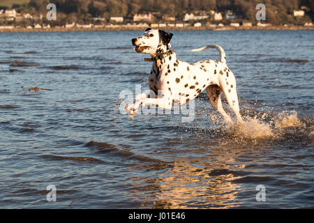 Felice giocoso cane dalmata giocare in mare avendo divertimento sguazzare Foto Stock