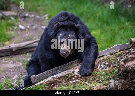 Unione Black Bear Cub di relax al sole in un zoo Foto Stock