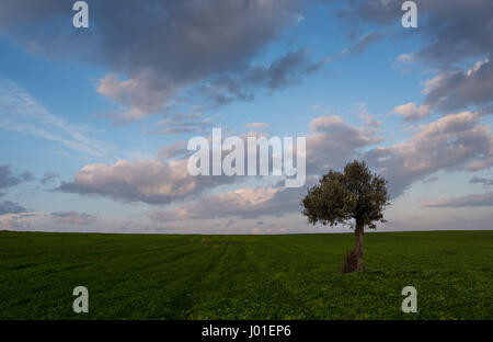 Lonely ulivo su un campo di grano con piante verdi e con nuvole in movimento. Una lunga esposizione foto. Foto Stock