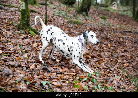 Facendo dalmata una prua play per avviare un gioco. Indossa un collare nei boschi. Foto Stock