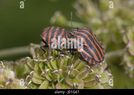 Bug di protezione - Stink Bug - Italiano - Striped-Bug menestrello Bug (Graphosoma italicum - Graphosoma lineatum) su un fiore di carota selvatica Provence - Francia Foto Stock