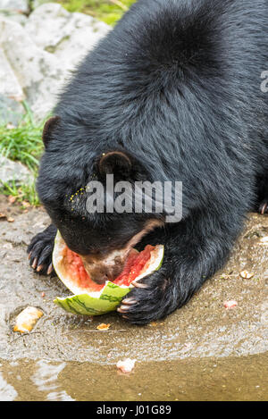 Black Bear Cub mangiare i cocomeri e i dadi Foto Stock