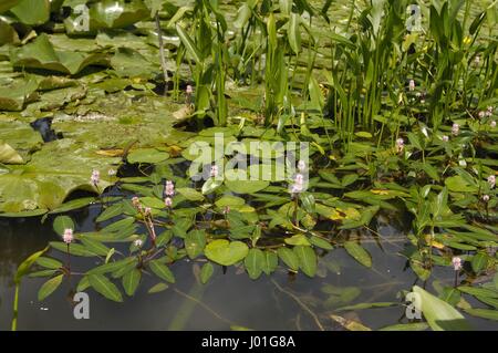 Acqua - Smartweed knotweed Longroot (Polygonum amphibium) fioritura in uno stagno in estate Foto Stock