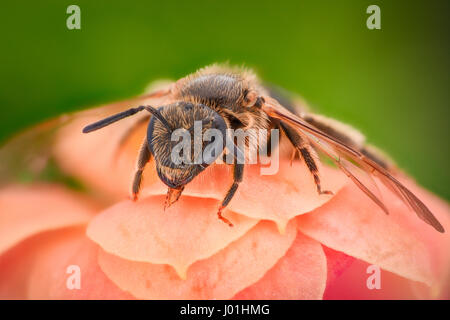 Extreme ingrandimento - Bee impollinatori fiore Foto Stock