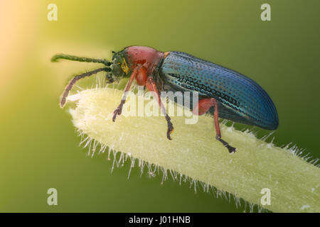 Extreme ingrandimento - blu metallizzato bug, Meloidae Foto Stock