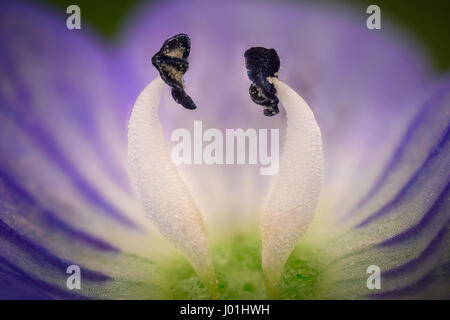 Extreme ingrandimento - Fiore blu, Veronica chamaedrys Foto Stock