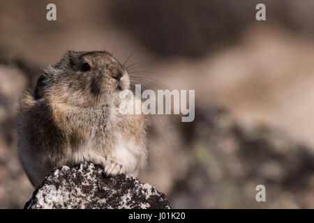 Acciuffato Pika (Ochotona collaris) arroccata su una roccia di fiume selvaggio, Parco Nazionale di Denali, AK, STATI UNITI D'AMERICA Foto Stock