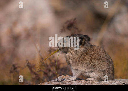 Acciuffato Pika (Ochotona collaris) arroccata su una roccia, mangiare erba, selvaggio fiume, Parco Nazionale di Denali, AK, STATI UNITI D'AMERICA Foto Stock