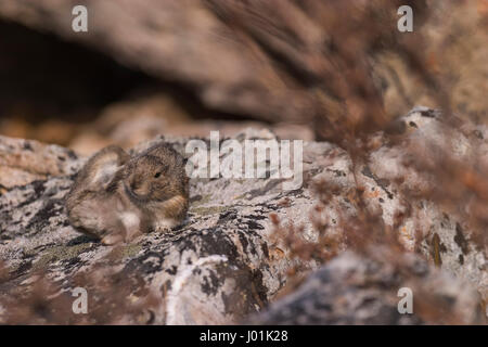 Acciuffato Pika (Ochotona collaris) arroccata su una roccia, graffiatura dietro il suo orecchio, fiume selvaggio, Parco Nazionale di Denali, AK, STATI UNITI D'AMERICA Foto Stock