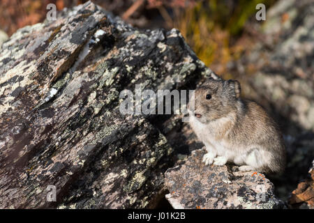 Acciuffato Pika (Ochotona collaris) fiume selvaggio, Parco Nazionale di Denali, AK #12140 Sep 10, 2004 crw 9012 acciuffato pika arroccata su una roccia tounge out. Foto Stock