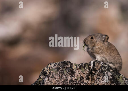 Acciuffato Pika (Ochotona collaris) arroccata su una roccia, mangiare erba, selvaggio fiume, Parco Nazionale di Denali, AK, STATI UNITI D'AMERICA Foto Stock