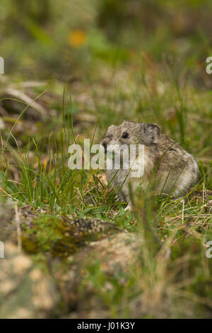 Acciuffato Pika (Ochotona collaris) sull'avviso mentre esso avanza su di un colle roccioso, Parco Nazionale di Denali, AK, STATI UNITI D'AMERICA Foto Stock