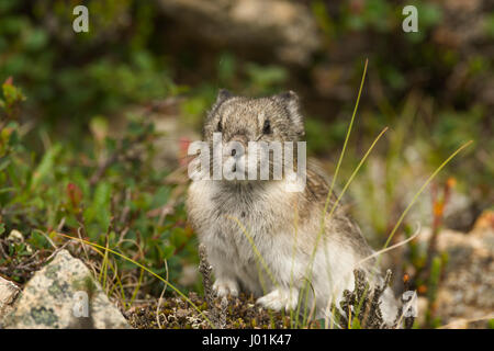 Acciuffato Pika (Ochotona collaris) sull'avviso mentre esso avanza su di un colle roccioso, Parco Nazionale di Denali, AK, STATI UNITI D'AMERICA Foto Stock