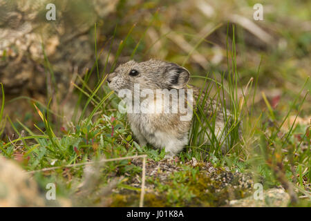 Acciuffato Pika (Ochotona collaris) in allerta, Parco Nazionale di Denali, AK, STATI UNITI D'AMERICA Foto Stock