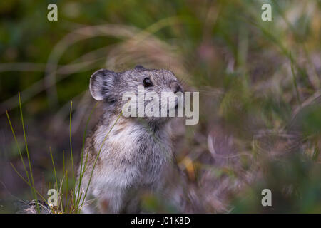 Acciuffato Pika (Ochotona collaris) in allerta, Parco Nazionale di Denali, AK, STATI UNITI D'AMERICA Foto Stock