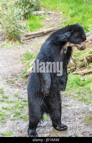 Unione black bear in piedi sulle zampe posteriori Foto Stock