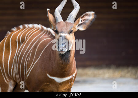 Cornuto animali africani la scansione dei suoi dintorni di pericolo Foto Stock