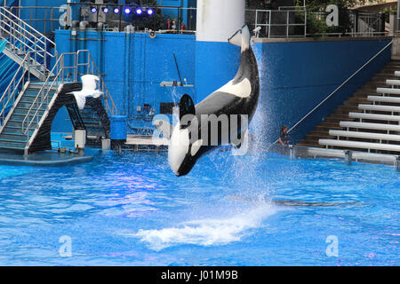 Orca o balena killer performance al Seaworld Orlanda Foto Stock