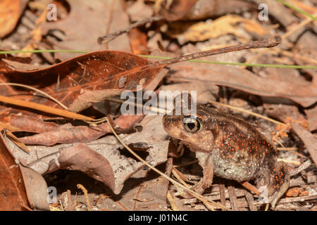 Eastern Spadefoot Toad Foto Stock