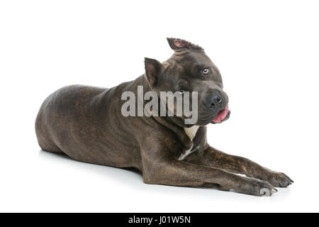 Bellissimo american staffordshire terrier cane. Tiger colore blu pet maschio. Isolato su sfondo bianco. Foto Stock