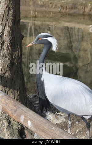 Demoiselle gru, lo zoo di Praga Foto Stock