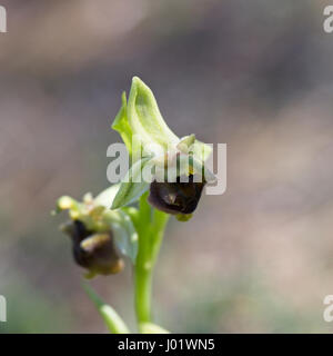 Levantine Spider Orchid, Ophrys levantina, Pegeia foresta, Paphos, Cipro. Foto Stock
