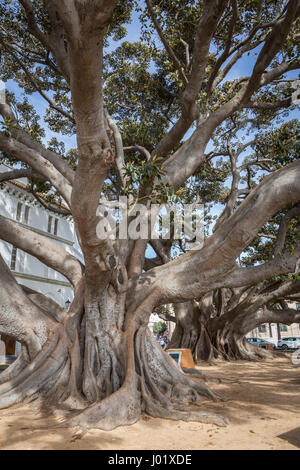 Cadiz Spagna- 1 Aprile: gigantesco albero di gomma "ficus macrophylla' invecchiato oltre un centinaio di anni vicino alla spiaggia "Playa De La Caleta', Cadice, Andalusia, Sp Foto Stock