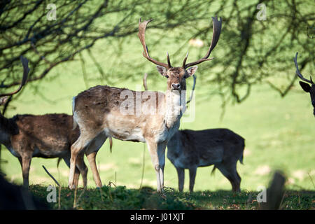 Cervi in alberi, dinefwr park Foto Stock