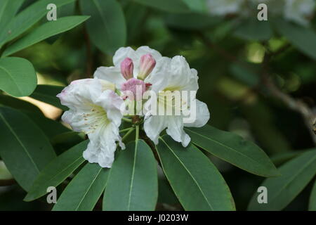 Rhododendron decoro Foto Stock